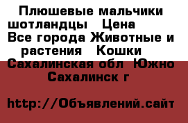 Плюшевые мальчики шотландцы › Цена ­ 500 - Все города Животные и растения » Кошки   . Сахалинская обл.,Южно-Сахалинск г.